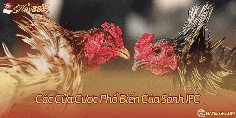 Những cửa cược cơ bản trên hệ thống sảnh đá gà trực tuyến 